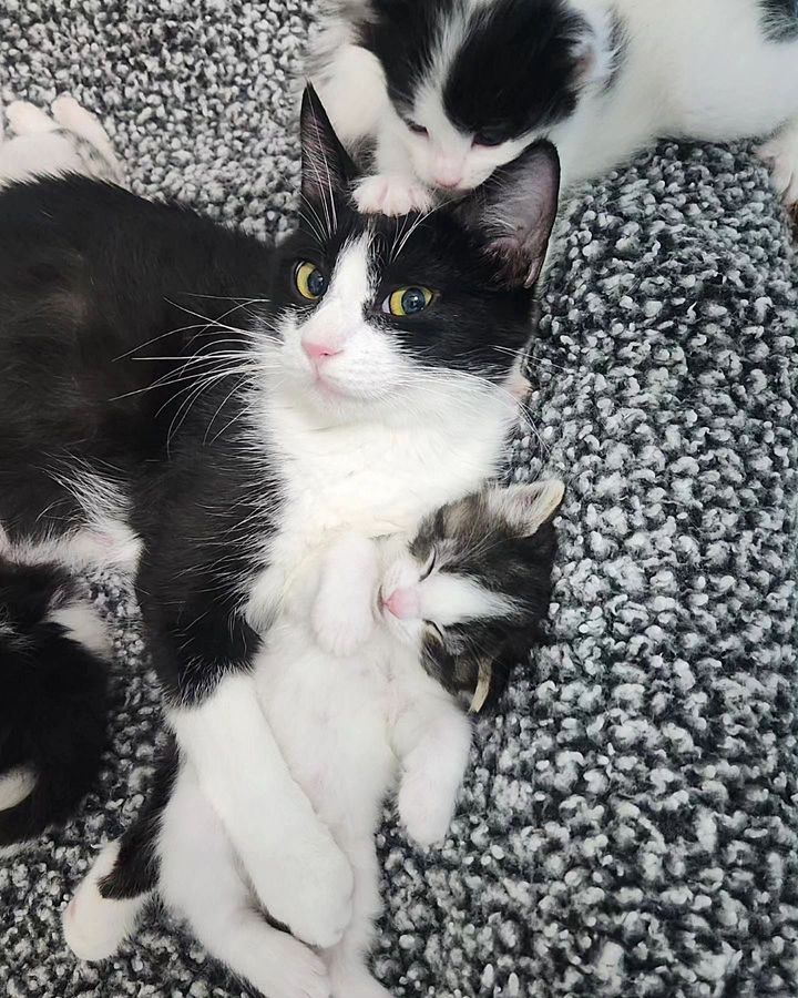 cat mom hugs kitten